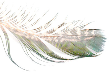 Obraz premium peacock feather on a white background