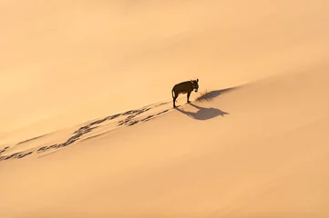 Muurstickers Lonely donkey and small piece of bush, Sahara desert, Morocco © andreaobzerova