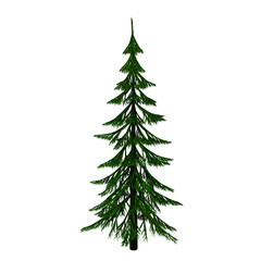 Fir-tree