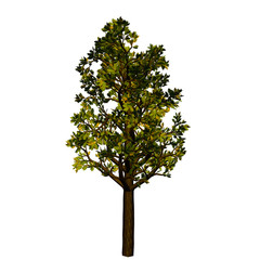Fototapeta premium Tree