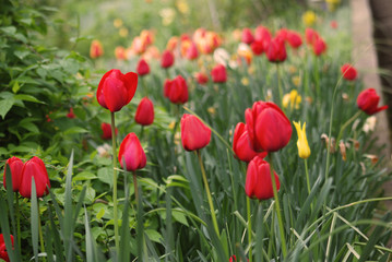 Red tulips in  a  garden