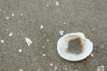 砂浜・貝殻