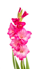 gladiolus flower