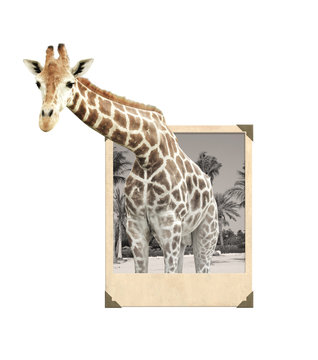 Giraffe in old photo frame with 3d effect