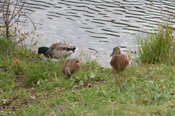 Ducks feed on shore