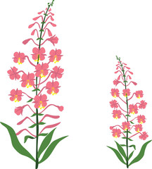 Angustifolium, chamaenerion, Willow tea herb, sally-bloom flower, vector Illustration, isolated on a transparent background