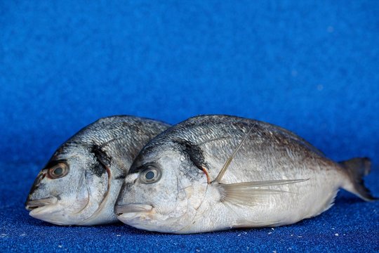sea bream