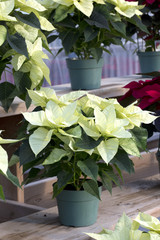 Cream Christmas Poinsettia in Pot