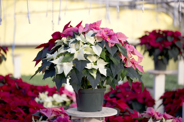 Pink and Cream Christmas Poinsettia in Pot