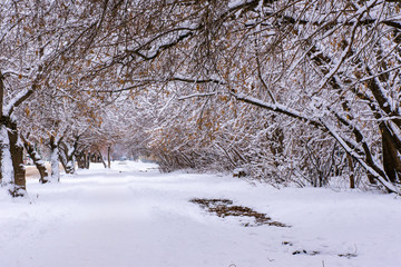 Maple tree under snow after snowfall.