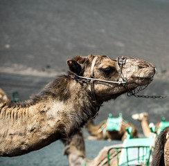camel rests