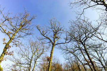 Obraz premium Beauty of winter forest with moss, sunny day