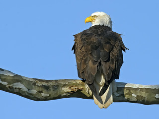 Bald Eagle in Tree