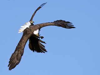 Bald Eagle's Battle for Fish
