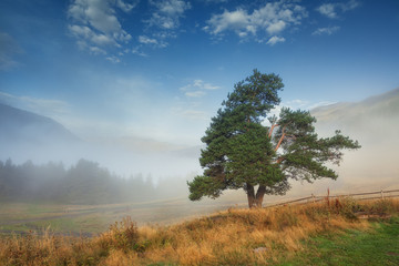 Tree on the hill mountain fog