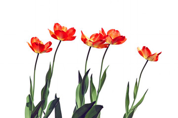 Several red flowering tulips isolated