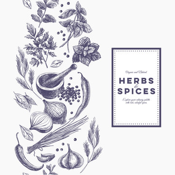 Vector background with hand drawn herbs and spices. 