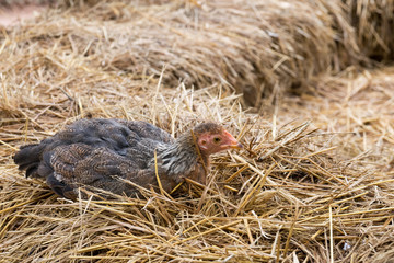 Small chicken straw eggs broody
