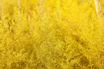 Yellow flowers and morning dew Soft-focus close-up of yellow flowers