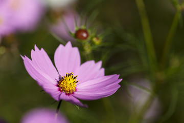 コスモス