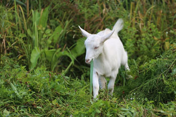 Fototapeta premium Close-up white goat in the meadow on a sunny day in summer