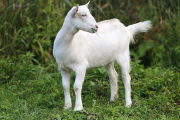 White baby goat grazing on a green meadow