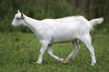Obraz premium White domestic goat grazing on pasture summertime