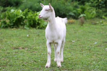 Obraz premium Close up shot of a domestic young goat
