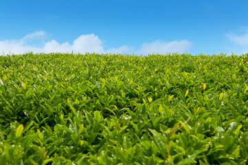 Fototapeta na wymiar Tea leaves in field