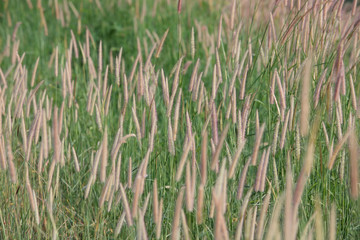 Fototapeta premium reeds grass