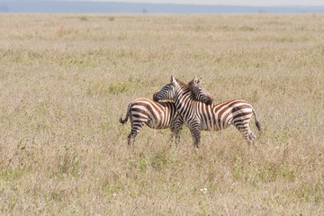 Fototapeta na wymiar Two Burchell’s Zebras flirt on savanna plain. Serengeti National Park, Great Rift Valley, Tanzania, Africa. 
