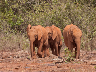 Fototapeta na wymiar Tree baby elephants come to us on stony ground against bush background. Sheldrick Elephant Orphanage in Nairobi, Kenya. 