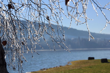 gefrorene &Auml;ste am See