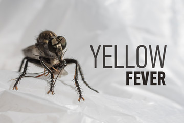 Scary insect and the inscription: Yellow fever
