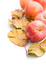 autumn apples and leaves