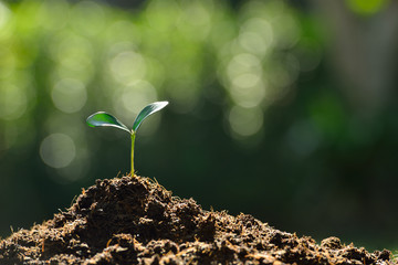 Young plant in the morning light on nature background