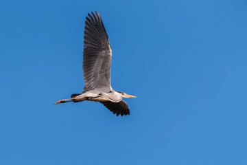Obraz premium Grey heron flying