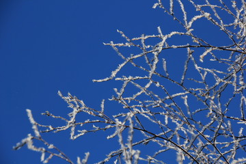 Fototapeta na wymiar gefrorene Äste vor blauem Himmel