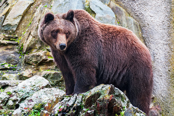 Brown bear in a zoo