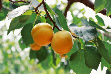 apricot