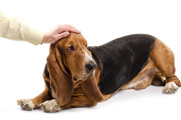 A man is stroking dog Basset Hound with the hand