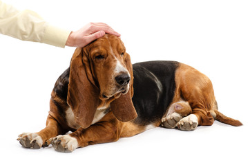 A man is stroking dog Basset Hound with the hand