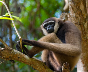 Gibbon sitting on the tree. Indonesia. The island of Kalimantan (Borneo). An excellent illustration.