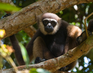 Fototapeta premium Gibbon sitting on the tree. Indonesia. The island of Kalimantan (Borneo). An excellent illustration.