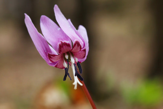 Erythronium dens-canis, kandik psi zub
