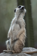 The meerkat