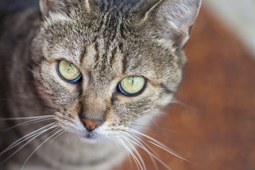 Naklejka na ściany i meble Close-up on a common European cat with green eyes and grey fur.