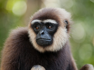 Obraz premium Portrait of Gibbon. Close-up. Indonesia. The island of Kalimantan (Borneo). An excellent illustration.