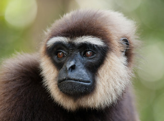 Portrait of Gibbon. Close-up. Indonesia. The island of Kalimantan (Borneo). An excellent illustration.
