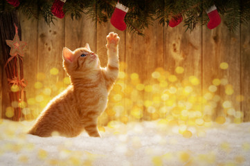 Small kitten sitting in the snow with Christmas deco